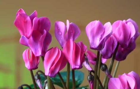 仙客来有毒吗(仙客来有毒吗 能在家里养吗)