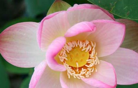 描写荷花的诗句有哪些 描写荷花的诗句有哪些三年级