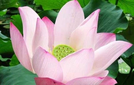 荷花的象征意义有哪些(荷花的象征和意义是什么)