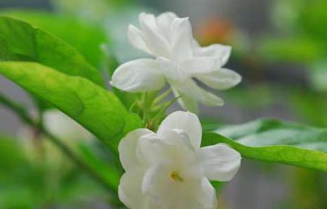 如何自制茉莉花肥 自制茉莉花肥料