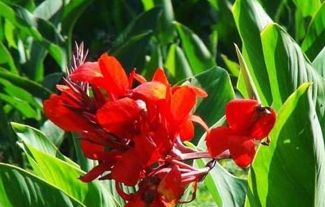 美人蕉的花语是什么（美人蕉的花语是什么意思）