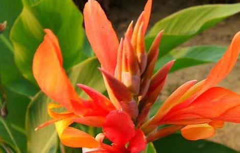 美人蕉盆栽养殖方法 美人蕉盆栽养殖方法图解