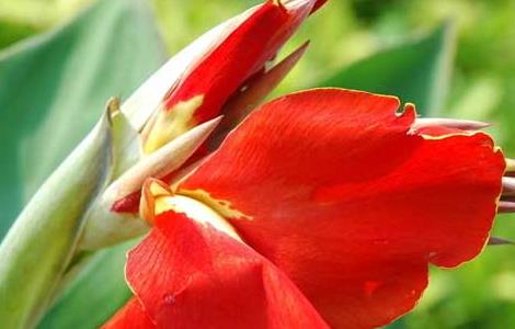 美人蕉有毒吗（美人蕉有毒吗可以养在客厅吗）