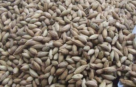 桂花种子的种植方法 桂花种子的种植方法视频