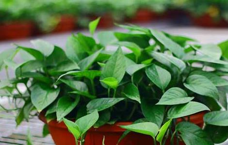 绿萝花语是什么（绿萝花语是什么?）