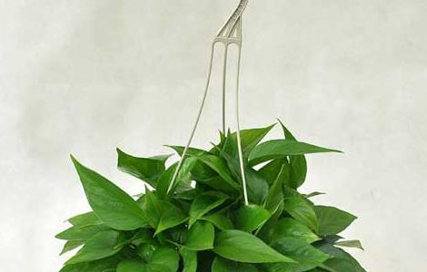 绿萝的品种分类有哪些 绿萝分哪几种品种