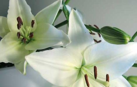 百合花的种植与管理技术（百合花的种植与管理技术方法）