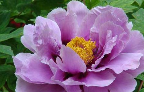 牡丹花的繁殖技术（牡丹花如何繁殖育苗）