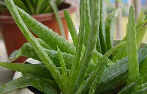 芦荟的种植和管理技术 芦荟的种植和管理技术要点