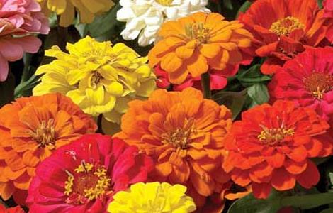 百日草的种植方法 百日草的种植方法和时间