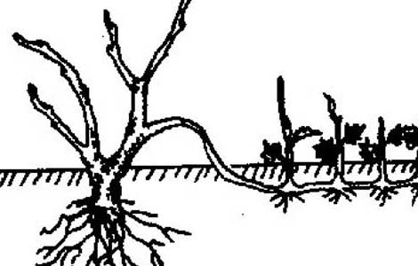 花木压条繁殖技术（花木压条繁殖技术视频）