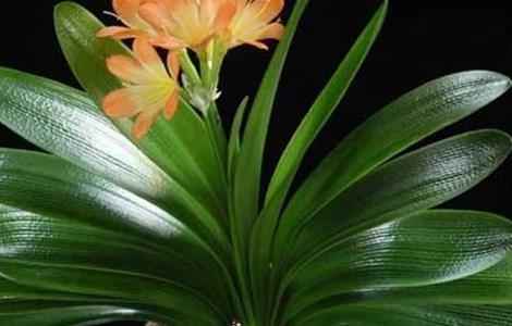 君子兰种植栽培要点及管理措施 君子兰种植栽培要点及管理措施图片