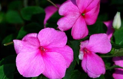 凤仙花栽培技术（凤仙花栽培技术参考文献）