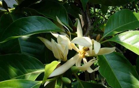 白兰花的栽培技术(白兰花栽培技术原理)