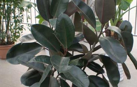 橡皮树的养殖方法 橡皮树怎么养才能更旺盛