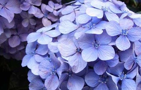 绣球花的花语是什么（紫色绣球花花语）