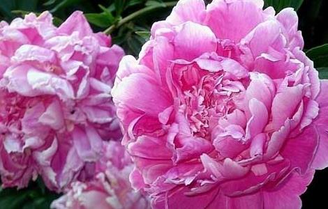 盆栽牡丹花怎么养(家里盆栽牡丹花怎么养)