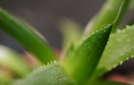 芦荟的美容作用有哪些 芦荟的美容作用有哪些功效