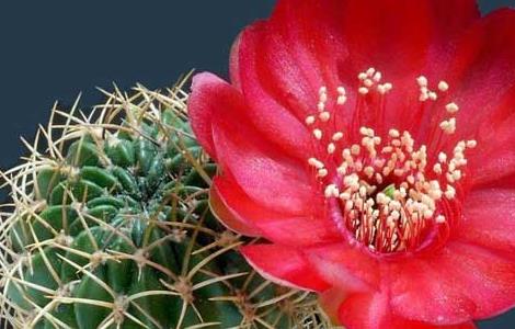 仙人球水培养殖方法 仙人球水培养殖方法和技术