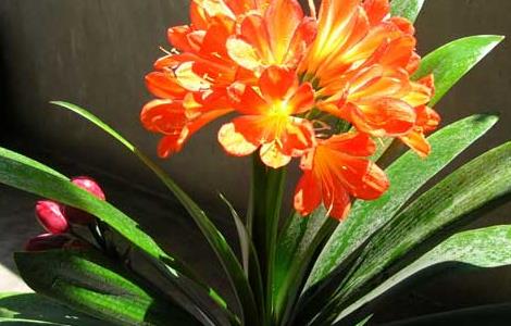 君子兰叶子发黄该怎么办 君子兰叶子发黄怎么办?