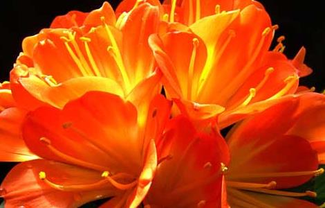 君子兰烂根怎么办（君子兰根部腐烂没根了怎么办）