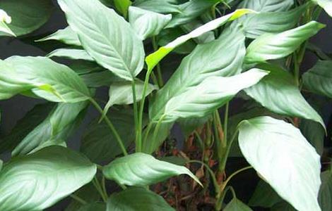 万年青有毒吗(万年青有毒吗孩子吃了)