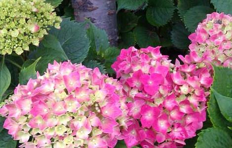 绣球花有毒吗? 10种招鬼的花