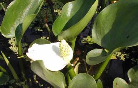 常见的水培植物有哪些（常见的水培植物有哪些品种）