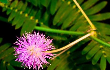 含羞草有毒吗(含羞草有毒吗可以在家里养吗)