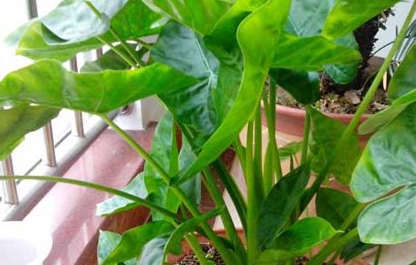 滴水观音叶子发黄怎么办 滴水观音叶子有点黄