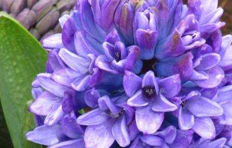 风信子的花语是什么(风信子花怎么养)