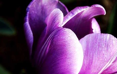 紫色郁金香的花语