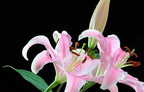 香水百合花语