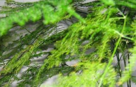 文竹叶子发黄怎么办 文竹叶子发黄怎么办?教你几招