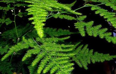 文竹怎么施肥（文竹用什么肥能长粗壮）