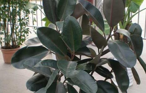 橡皮树的繁殖方法(橡皮树如何扦插繁殖)