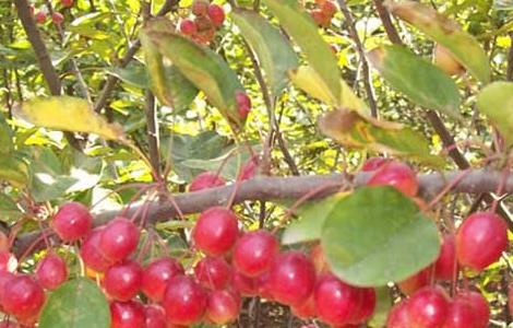 冬红果盆景叶片发黄