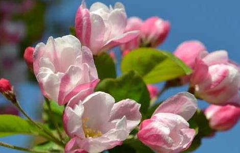 海棠花什么时候开花（四季海棠花图片）