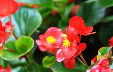 海棠花有毒吗 海棠花图片