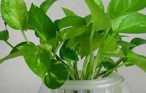 绿萝的繁殖方法（绿萝种植方法）