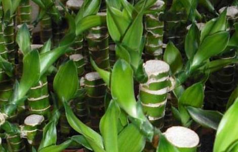 富贵竹的修剪方法 富贵竹的修剪方法和注意事项