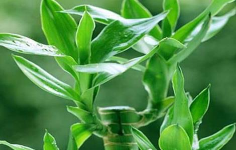 富贵竹的养殖方法和注意事项（富贵竹的养殖方法和注意事项水养怎样施肥）