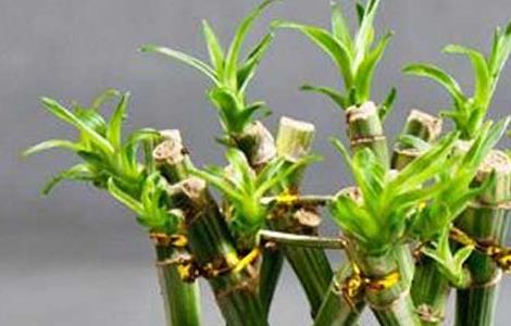 富贵竹的养殖方法和注意事项