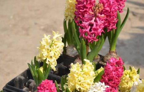 风信子种植时间（风信子怎么种植）