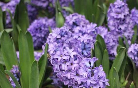 风信子的繁殖方法(风信子的养殖方法水培)