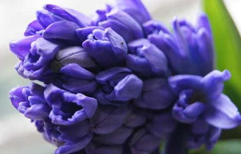 水培风信子的养殖方法 水培风信子的养殖方法和注意事项 视频