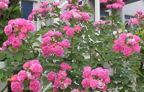 月季花什么时候开花(月季花长什么样子)