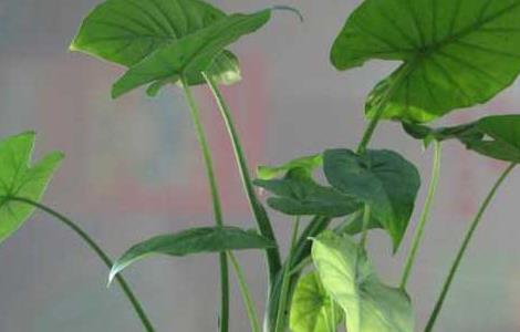 滴水观音为什么会滴水（滴水观音为什么会滴水的原因）