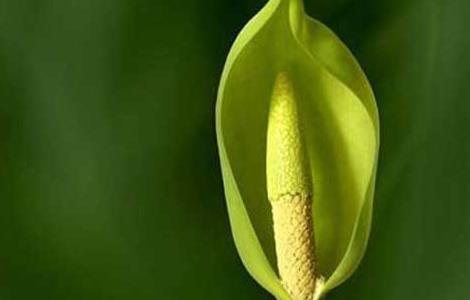 滴水观音的作用有哪些 滴水观音的作用是什么