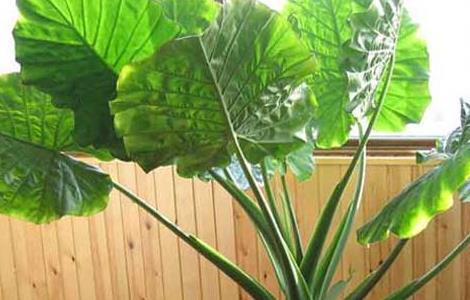 水培滴水观音的养殖方法（水培滴水观音的养殖方法和注意事项）